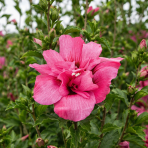 Ibištek sýrsky (Hibiscus syriacus) ´Gandini van Aart RUBY´® - výška 120-130 cm, kont. C5L - NA KMIENKU